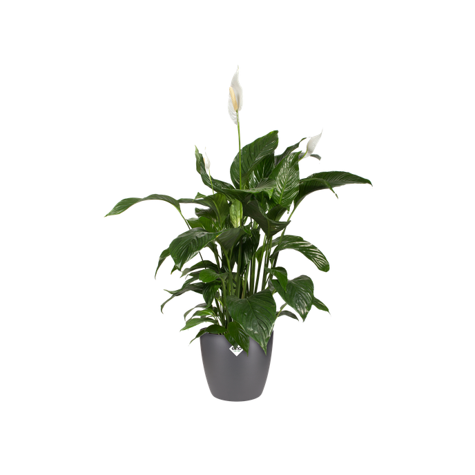 brussels rund 22cm anthrazit